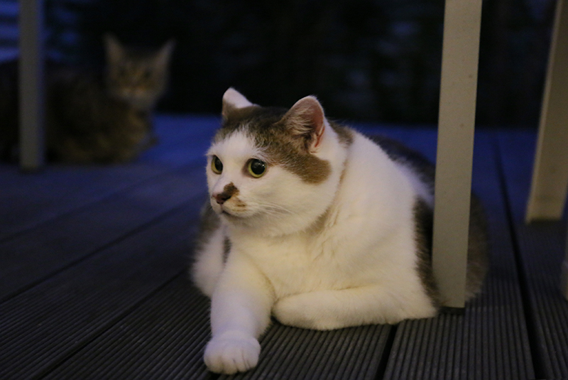 イキイキ猫