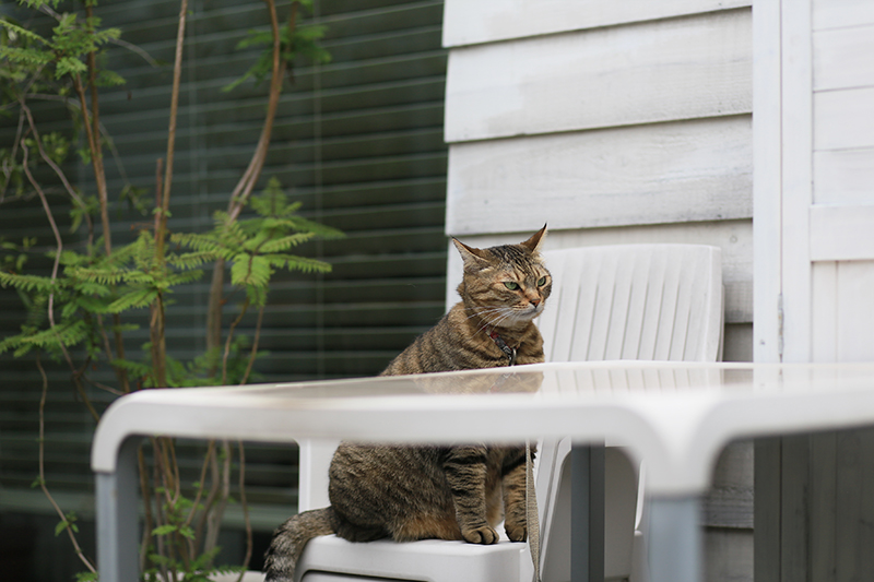 猫のいる庭