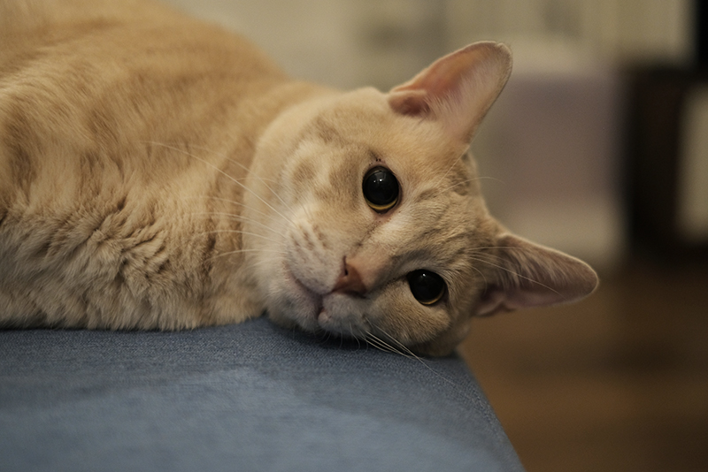 猫の近況