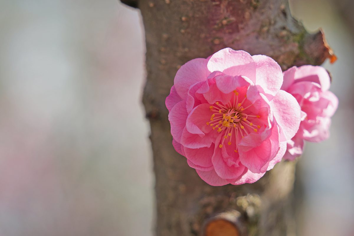 桜の次は